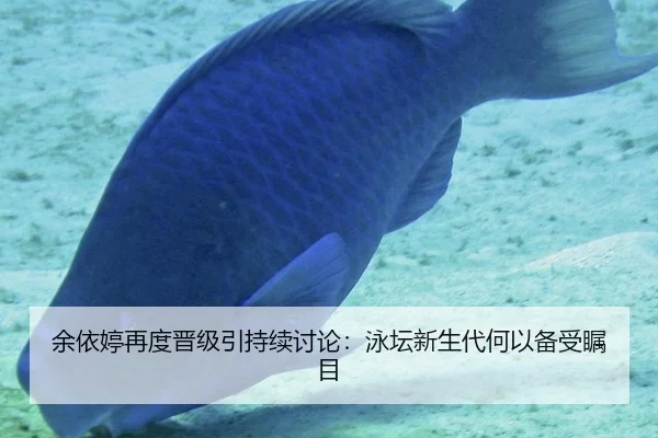 余依婷再度晋级引持续讨论：泳坛新生代何以备受瞩目